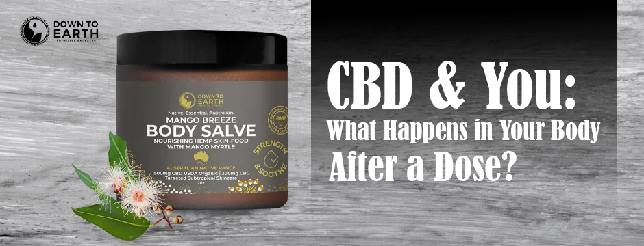 CBD & You: What Happens in Your Body After a Dose?