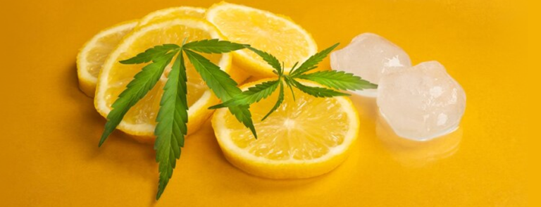 How Lemon Myrtle Elevates the Best CBD Products Naturally