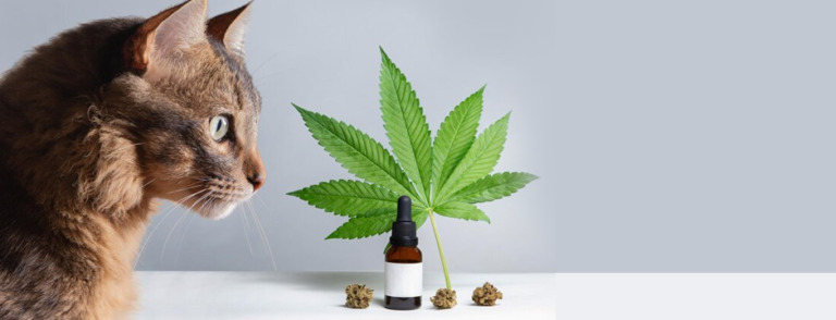 Taking Care of Senior Pets by Using Quality CBD for Pets